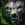 Pet Wolf