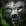 Biography Pet Wolf.png