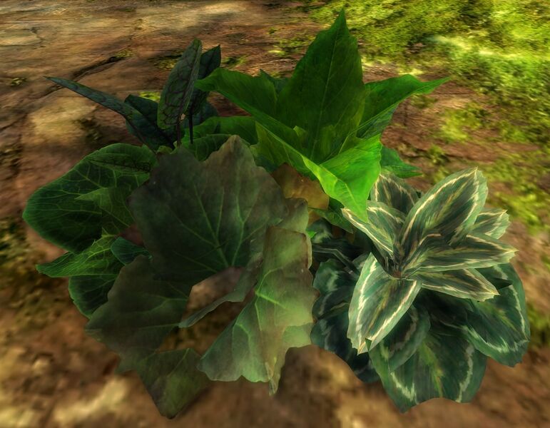 File:Cauliflower.jpg