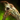 Envoy Scythe Staff Skin.png