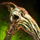 Envoy Scythe Staff Skin.png