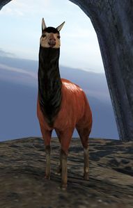 Lost Emperor Llama.jpg