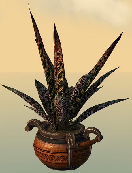 File:Potted Djinn's Tongue.jpg