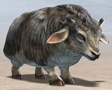 Dolyak Calf.jpg