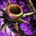 Sunspear Horn.png