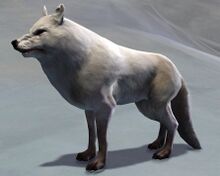 Alpine Wolf.jpg