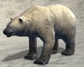 Polar Bear.jpg