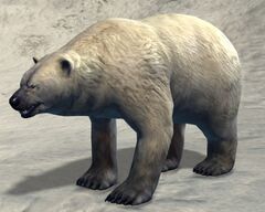Polar Bear.jpg
