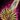 Devoted Weapon Box