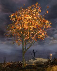 Inglewood Sapling.jpg