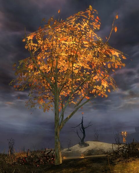 File:Inglewood Sapling.jpg