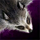 Raccoon Pelt.png