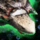 Spotted Predator Skimmer.png