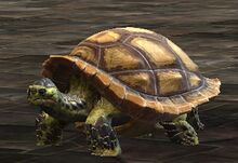 Meandering Tortoise Chair.jpg