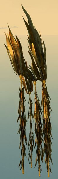 File:Underwater Kelp Grove.jpg