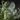 Blooming Druid Stone.png