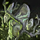Blooming Druid Stone.png
