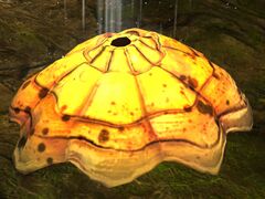 Bouncing Mushroom.jpg