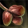 Ruined Grapes.png