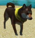 Sesame Shiba Inu.jpg