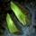 Evergreen Fragment.png