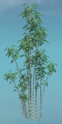 Large Bamboo Clump.jpg