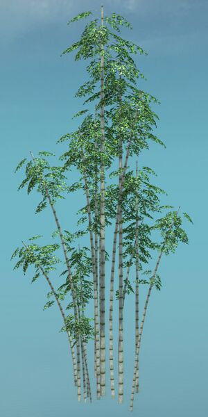 File:Large Bamboo Clump.jpg