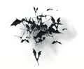 Bottle of Batwing Brew Transformation.jpg