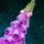 Foxglove.png