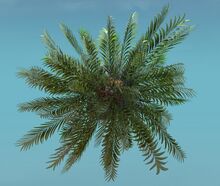 Island Tree (Tall) top.jpg