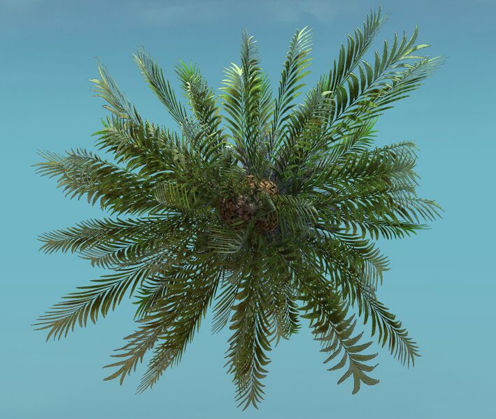 File:Island Tree (Tall) top.jpg