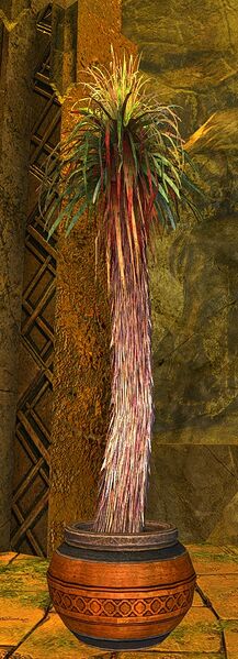 File:Potted Shaggy Palm.jpg