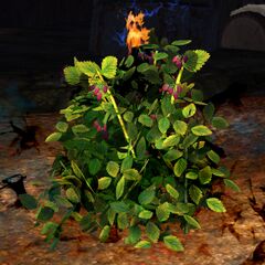 Shadowfruit.jpg