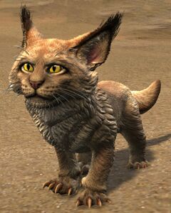 Warclaw Cub (orange).jpg