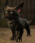 Warclaw Cub (grey).jpg