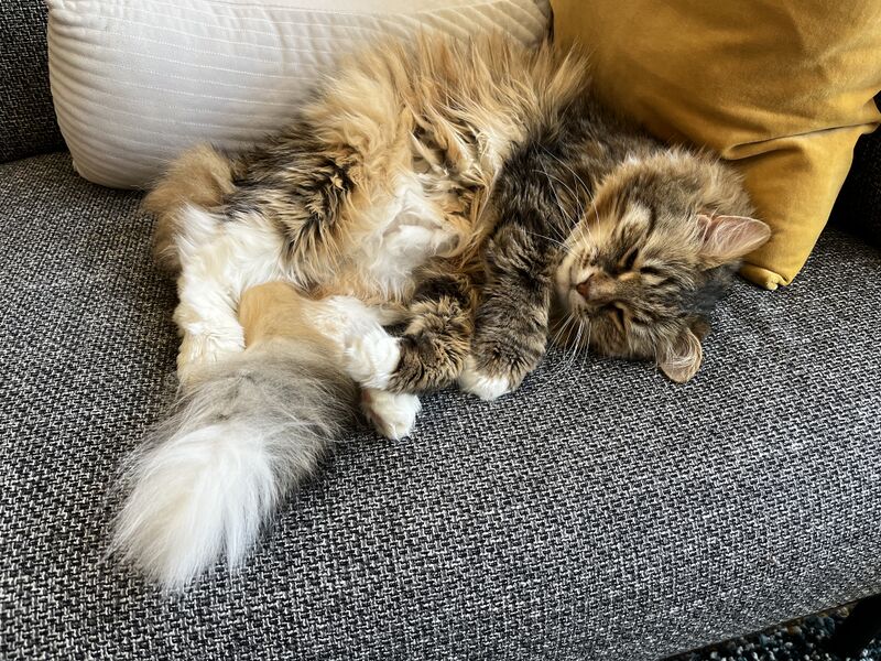 File:Dexter (Cat).jpg