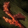Essence of Nightmares.png