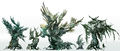 Risen Trees concept art.jpg
