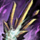 Zenith Trident.png
