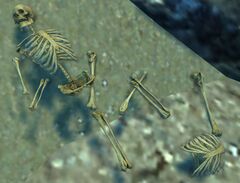Bones (Shipwreck Strand).jpg
