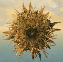 Bundle of Corn Stalks top.jpg