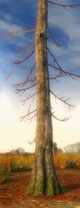Dead Tree.jpg
