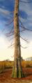 Thumbnail for version as of 16:51, 25 February 2026