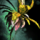 Island Shrub.png