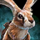 Maguuma Jackrabbit.png