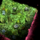 Verdant Wall.png