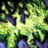 Green Fireworks (Dragon's Fortune Fireworks).png