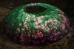 Poisonous Urchin.jpg