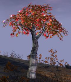 Red Oak Sapling.jpg