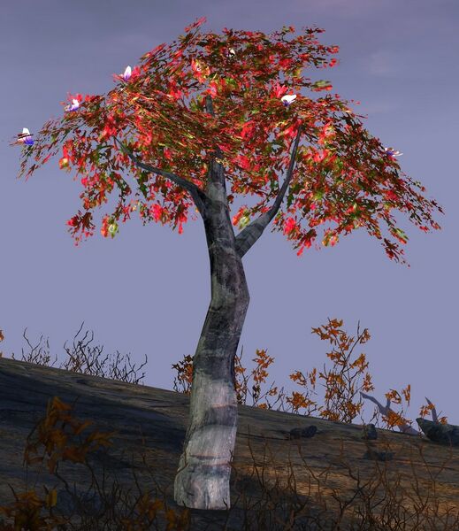 File:Red Oak Sapling.jpg